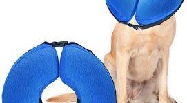 Top 10 Best Inflatable Dogs Collars in 2022 Reviews